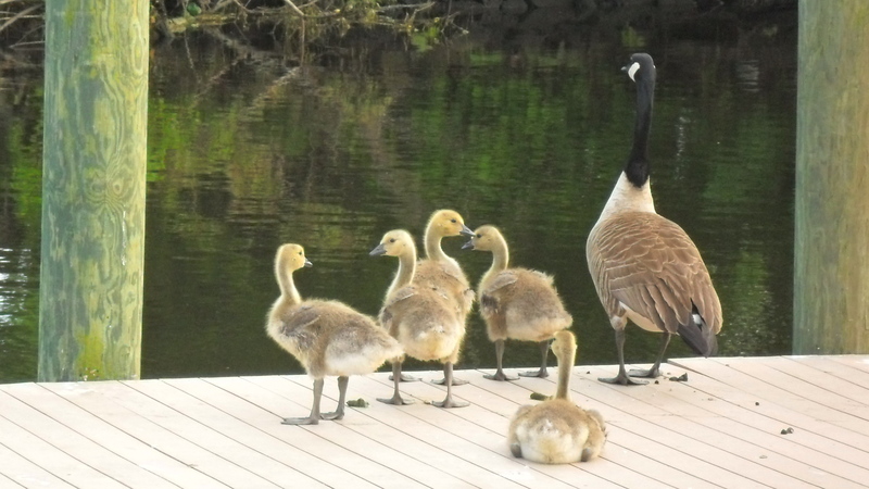 Goose and Goslings